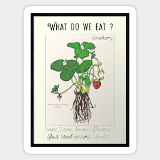 Strawberry plant understand what we eat Sticker